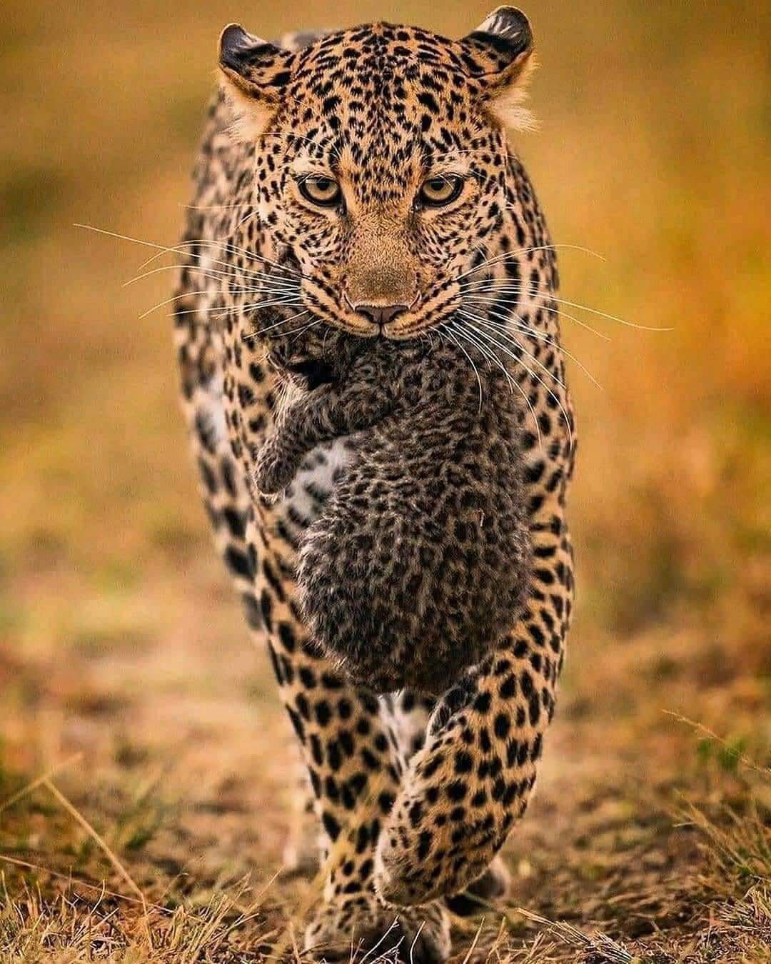 c1b78200 d672 4021 9dd4 6c9eae50bd62